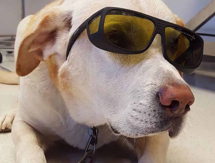 Laser Therapy for Dogs